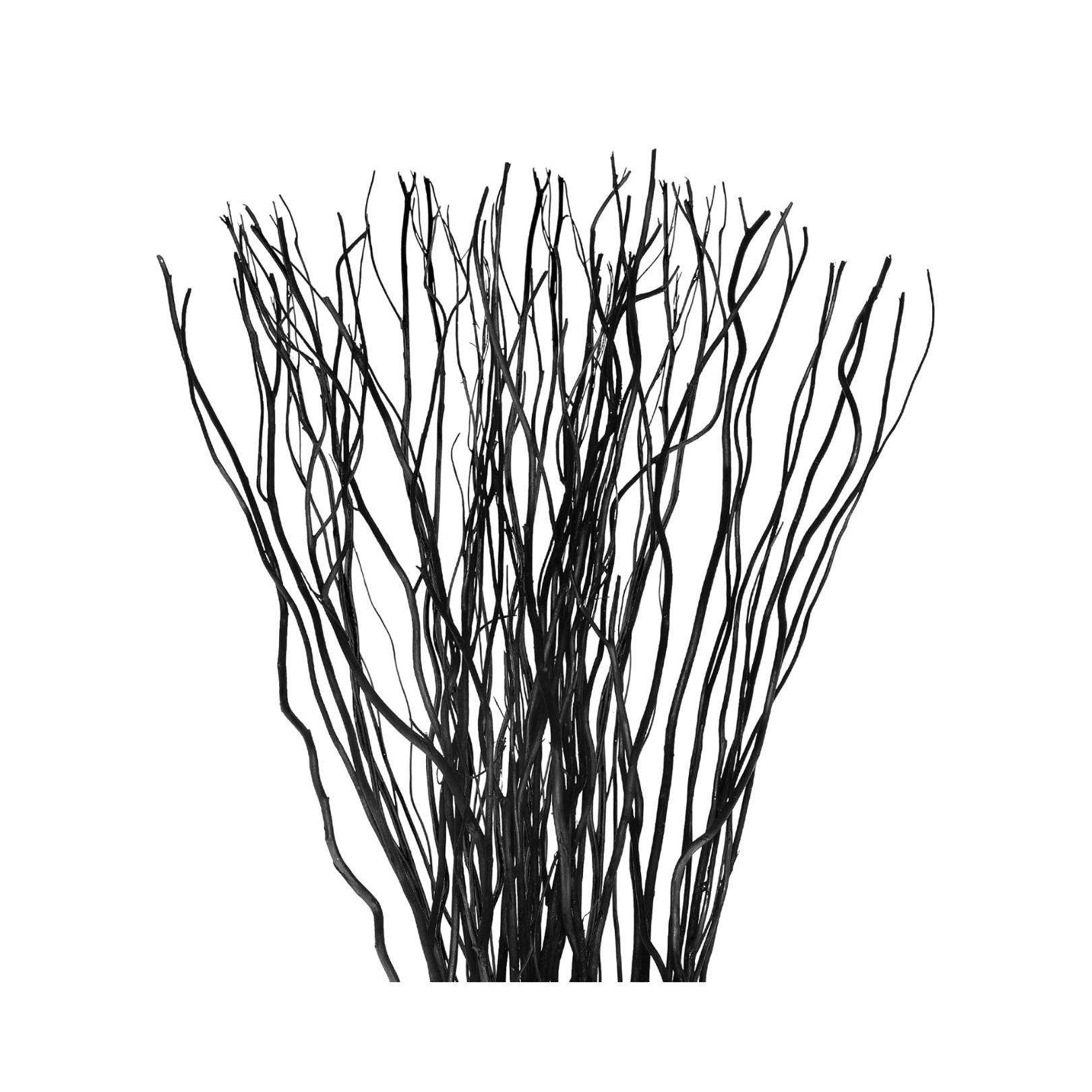 black dried willow branches